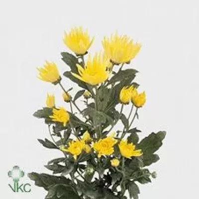 Chryzantéma T ANASTASIA SUNNY 70g