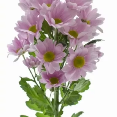 Chryzantéma T AVICII 90g