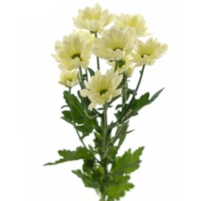 Chryzantéma T BABE BIANCO