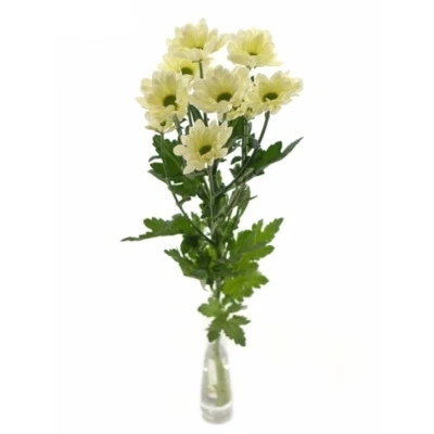 Chryzantéma T BABE BIANCO