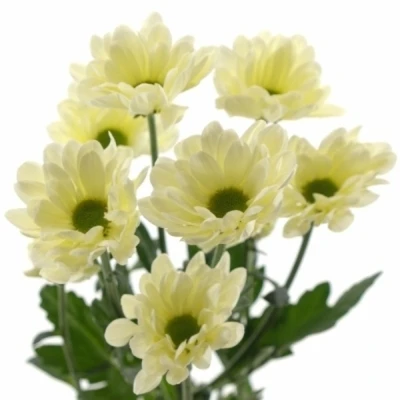 Chryzantéma T BABE BIANCO 85 g