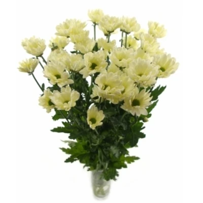 Chryzantéma T BABE BIANCO