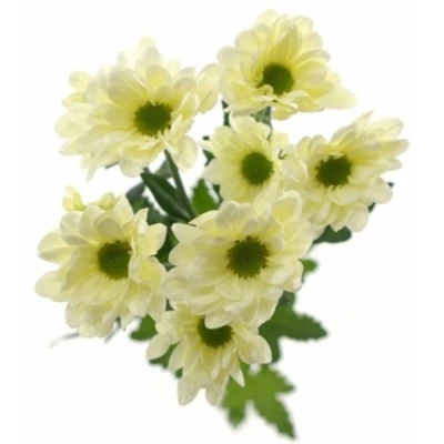Chryzantéma T BABE BIANCO