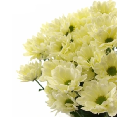 Chryzantéma T BABE BIANCO