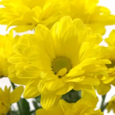 Chryzantéma T BACARDI SUNNY 80g