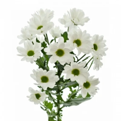 Chryzantéma T BACO 90g