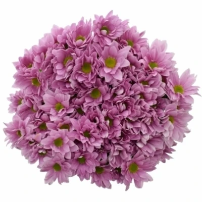 Chryzantéma T BALLERINAS