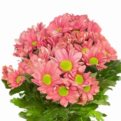 Chryzantéma T BALLERINAS CHERRY 90g