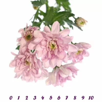 Chryzantéma T Baltica PINK 75g