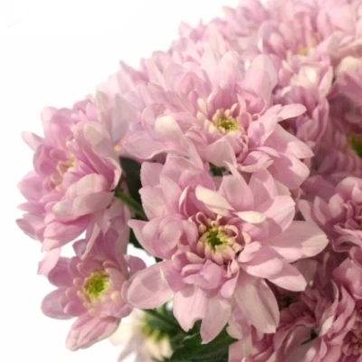 Chryzantema T BALTICA PINK