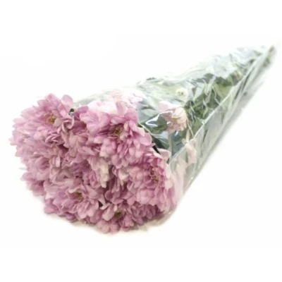 Chryzantema T BALTICA PINK