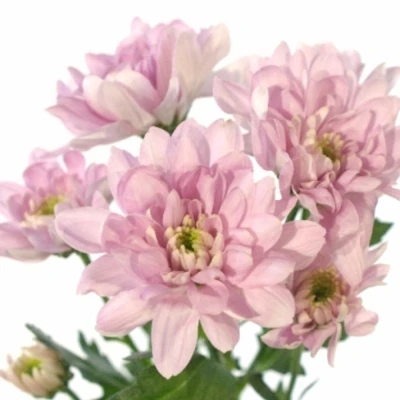 Chryzantema T BALTICA PINK