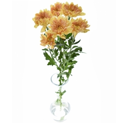 Chryzantéma T BALTICA SALMON 90g EX