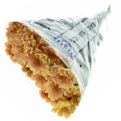 Chryzantéma T BALTICA SALMON 90g EX