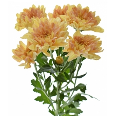 Chryzantéma T BALTICA SALMON 90g EX