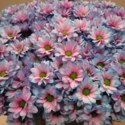 Chryzantéma T BARV. BACARDI BUBBLEGUM 80g