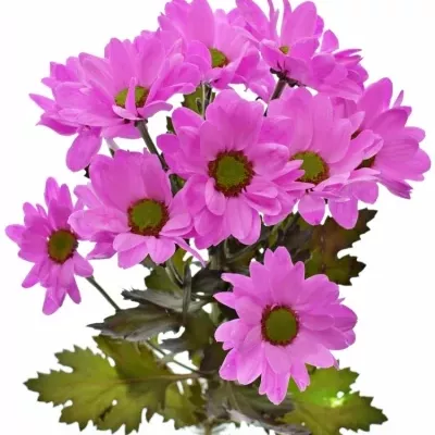 Chryzantéma T BARV. BACARDI CERISE 80g