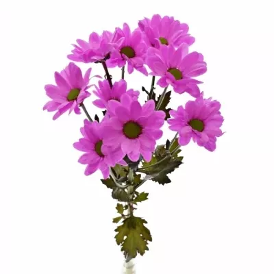 Chryzantema T BARV. BACARDI CERISE 80g