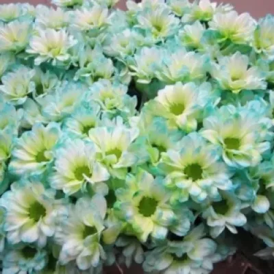 Chryzantéma T BARV. BACARDI DOUBLEMINT 80g