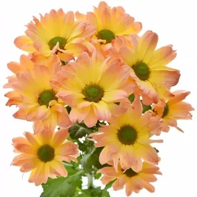 Chryzantéma T BARV. BACARDI MOONSHINE 80g