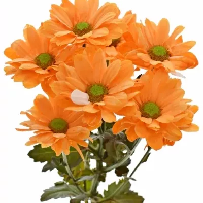 Chryzantéma T BARV. BACARDI ORANGE 80g