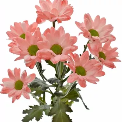 Chryzantéma T BARV. BACARDI PINK 80g