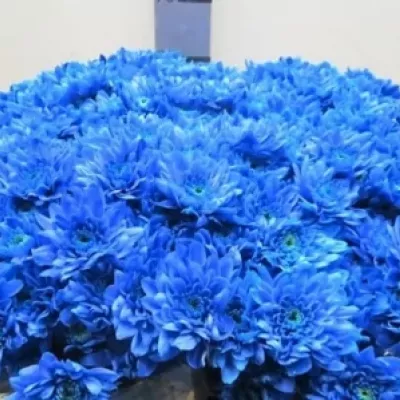 Chryzantéma T BARV. EURO BLUE 80g