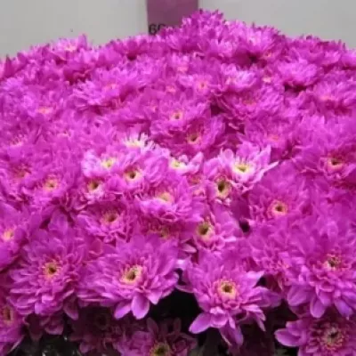 Chryzantéma T BARV. EURO CERISE 80g