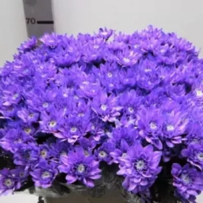 Chryzantéma T BARV. EURO LICHT MILKA 80g