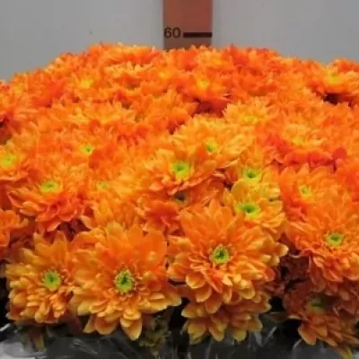 Chryzantéma T BARV. EURO ORANGE 80g