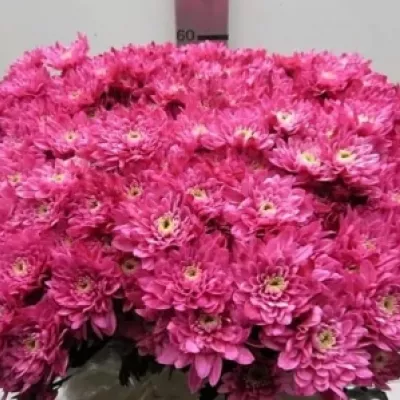 Chryzantéma T BARV. EURO ROOD 80g