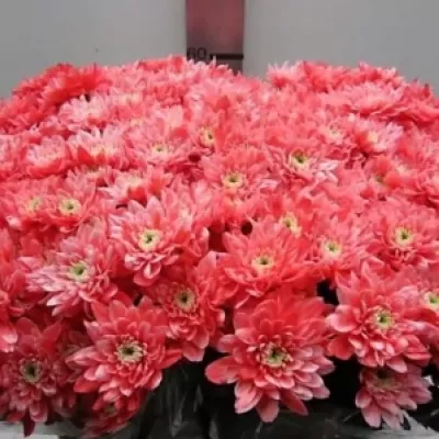 Chryzantema T BARV. EURO ROSE 80g