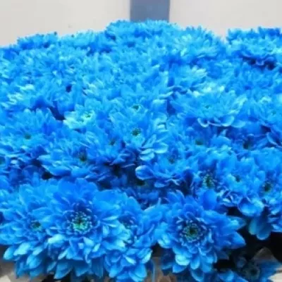 Chryzantéma T BARV. LIGHT BLUE 75g