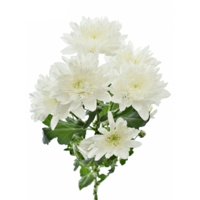 Chryzantéma T BEAU MONDE 65 g