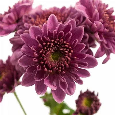 Chryzantéma T BLENDA PURPER 50g