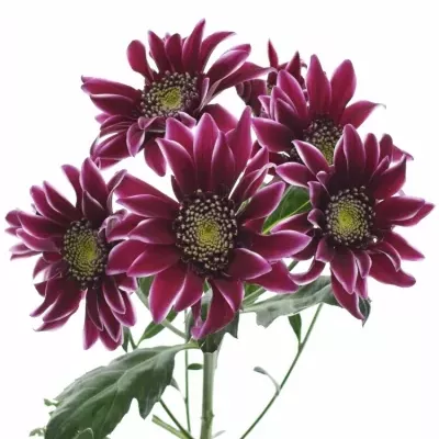 Chryzantéma T BOLTE 85 g