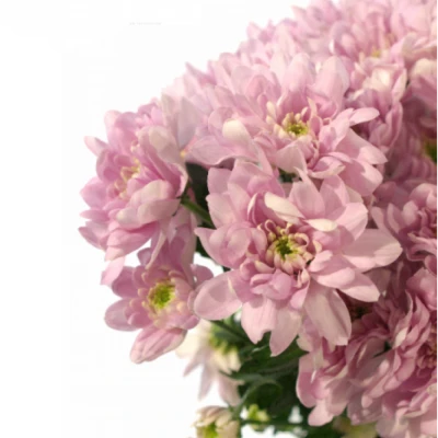 Chryzantéma T CALABRIA PINK DARK