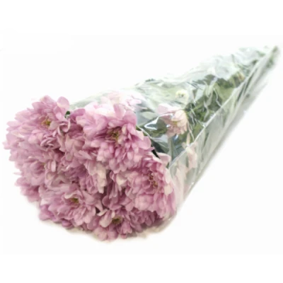 Chryzantéma T CALABRIA PINK DARK