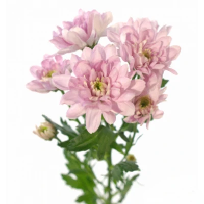 Chryzantéma T CALABRIA PINK DARK