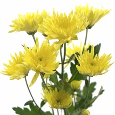 Chryzantéma T DEKCAROLLE YELLOW 70g