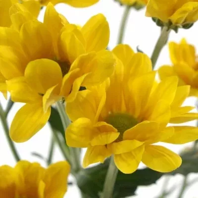 Chryzantéma T CATO 60g