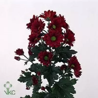 Chryzantéma T CAYENNE 80g