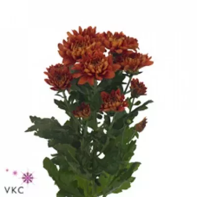 Chryzantéma T CHARMENA 70g