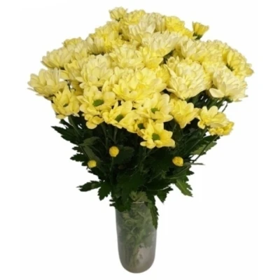 Chryzantéma T CHIC CREAM