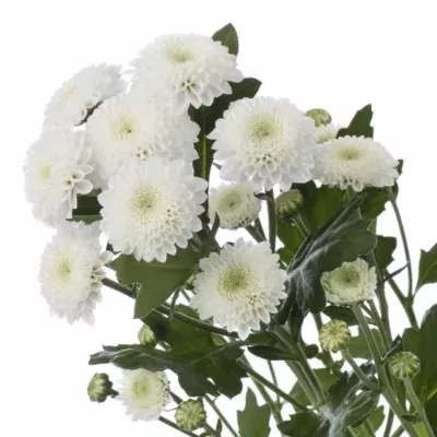 Chryzantéma T COCONUT 70 g