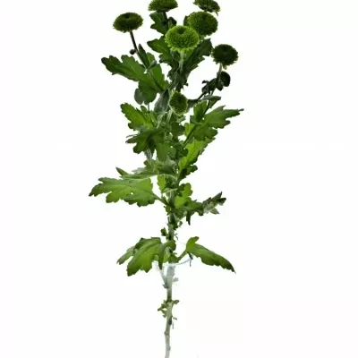 Chryzantéma T CODE GREEN 70g