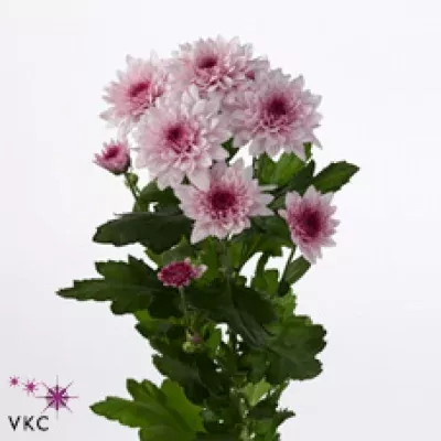 Chryzantéma T DANTE 70g