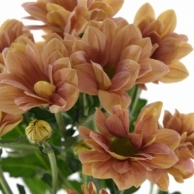 Chryzantéma T DELHI APRICOT
