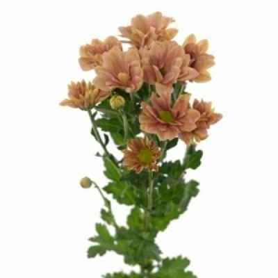 Chryzantéma T DELHI APRICOT