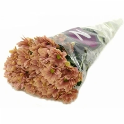 Chryzantéma T DELHI APRICOT